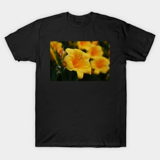 Hemerocallis 'Stella d'Oro'  Daylilies T-Shirt